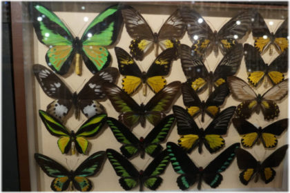 музей бабочек анапа