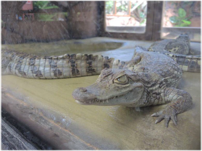 крокодилы на ферме в анапе фото 2