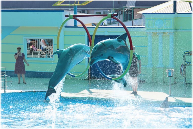 дельфины дельфинария Небуг