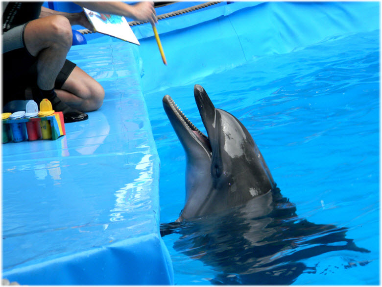 дельфины в Кабардинке