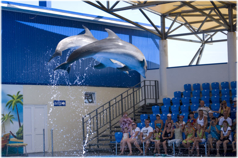 представления дельфинов в Голубицкой