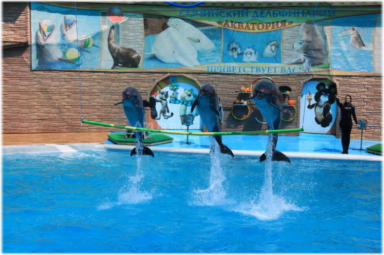 фото Адлерского дельфинария