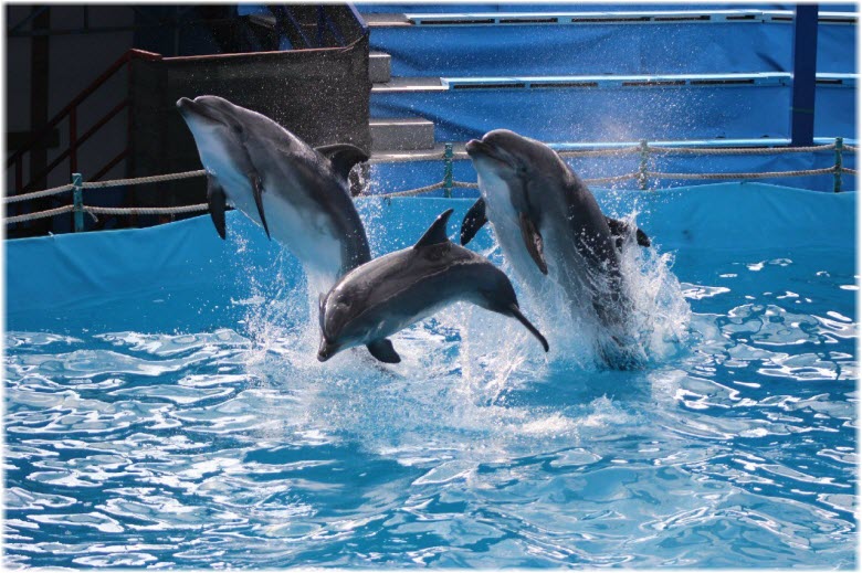 фото дельфинов дельфинария в Новороссийске
