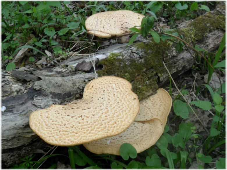 грибы в Красном лесу