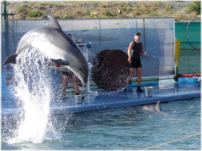 прыжок дельфина