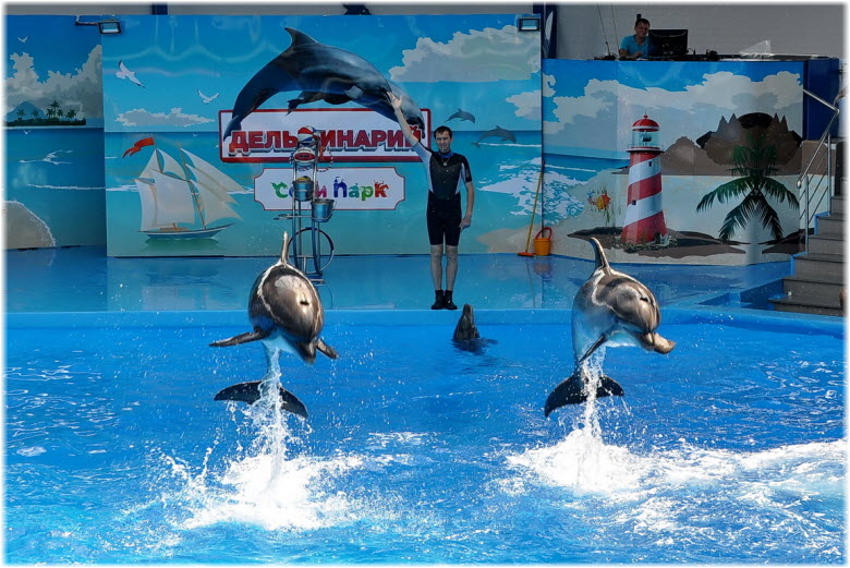 дельфинарий в Сочи-парке